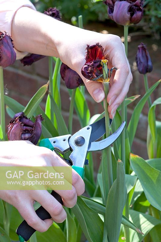 Deadheading Tulipa 'Fringed Black Jewel' in container using secateurs
