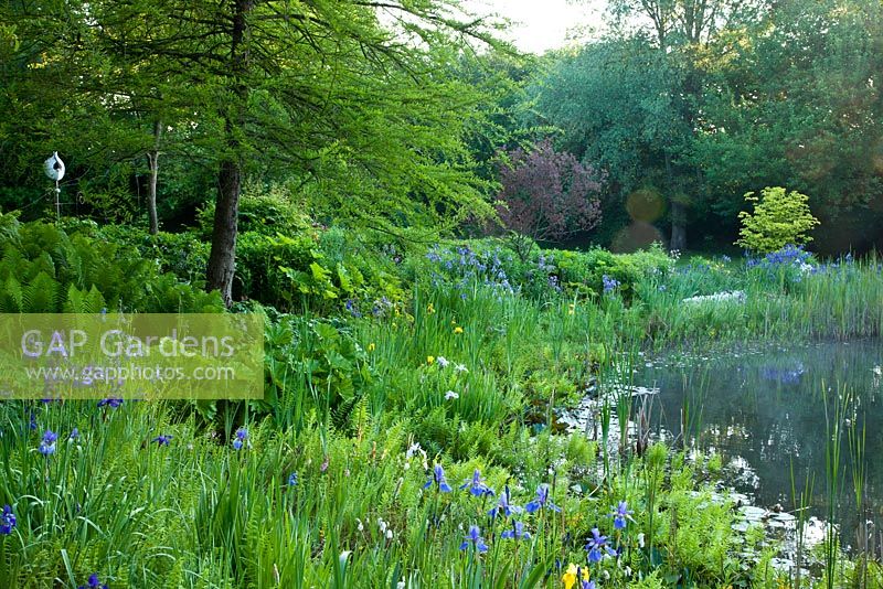 Large garden pond with Darmera peltata,  Iris sibirica, Matteucia struthiopteris, Taxodium distichum and Thelypteris palustris 