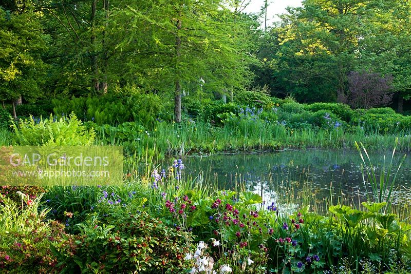 A large garden pond backed by trees with Centaurea montana 'Grandiflora', Darmera peltata, Iris ensata, Iris sibirica, Osmunda regalis, Taxodium distichum and Matteucia struthiopteris