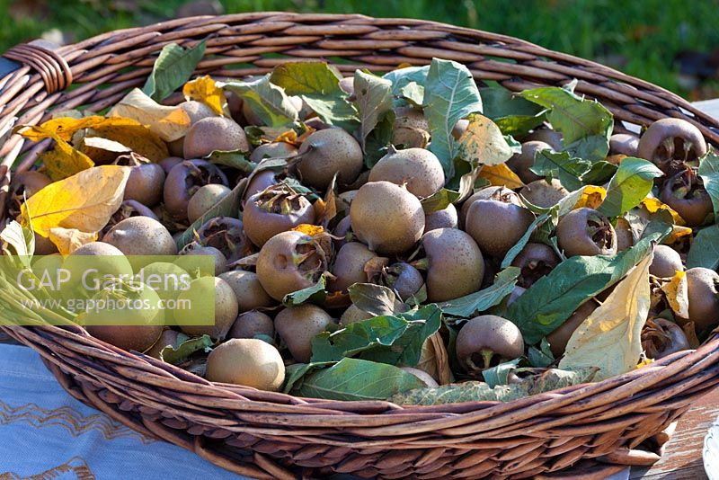 Mespilus germanica - Wicker basket with freshly picked medlars