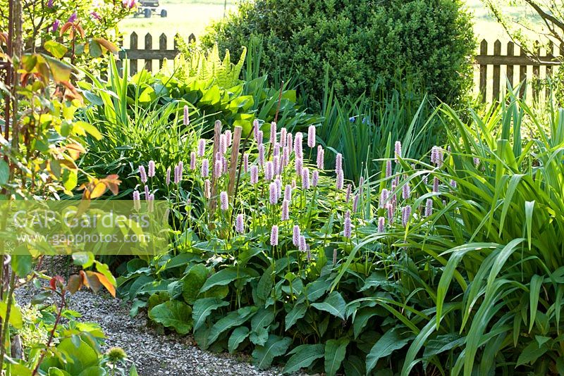 Backed by wooden picket fence, a mixed border with Persicaria bistorta