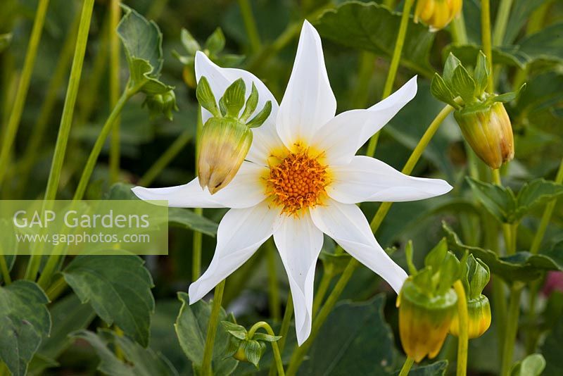 Dahlia 'Honka White'