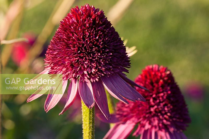 Echinacea purpurea 'Catharina'