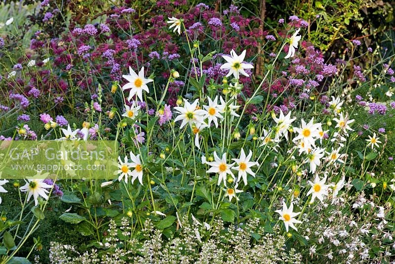 Dahlia 'Honka White', Calamintha nepeta, Gaura lindheimeri and Verbena bonariensis at Weihenstephan gardens, Germany
