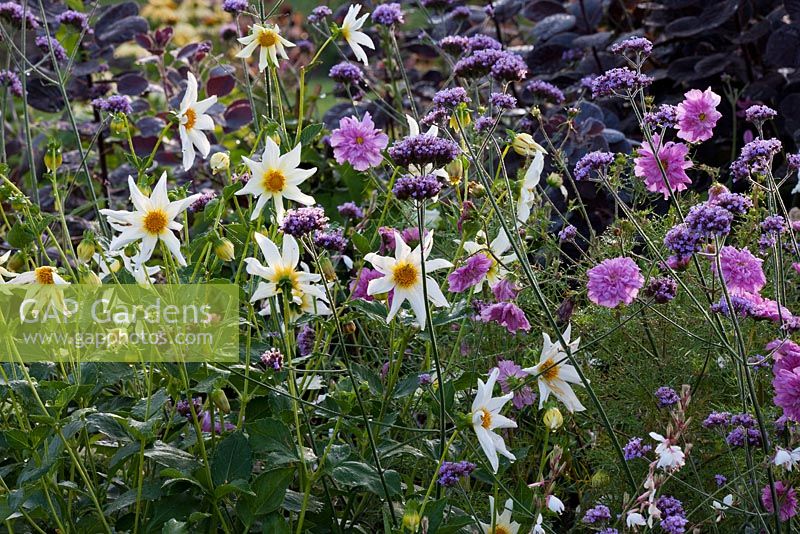 Dahlia 'Honka White', Cosmos, Cotinus coggygria 'Royal Purple' at Weihenstephan gardens, Germany
