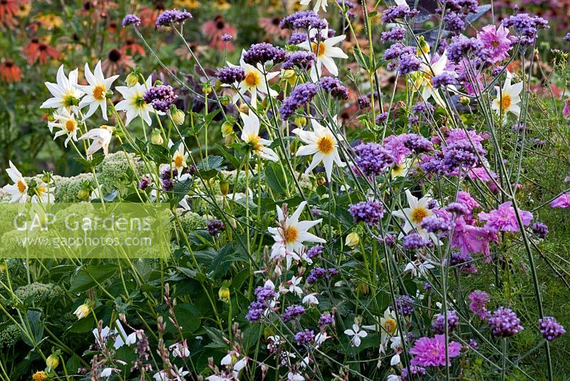 Dahlia 'Honka White', Gaura lindheimeri, Sedum spectabile and Verbena bonariensis