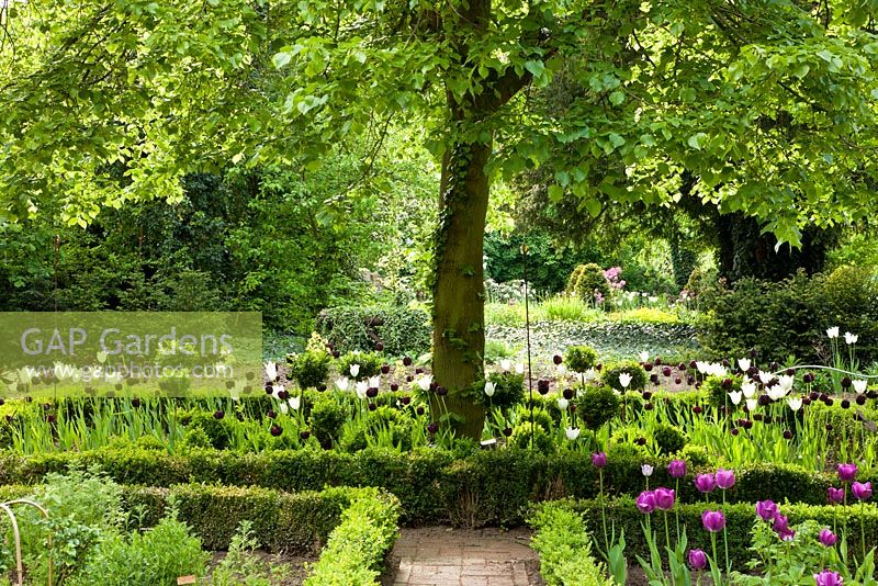 In the formal part of the garden, the pathways meet in front of the trunk of a tree and Box edged borders. Planting includes - Buxus, Juglans regia, Taxus baccata, Tilia, Tulipa 'Angelique', Tulipa 'Negrita', Tulipa 'Queen of Night' and Tulipa 'White Triumphator' - Jens Tipple