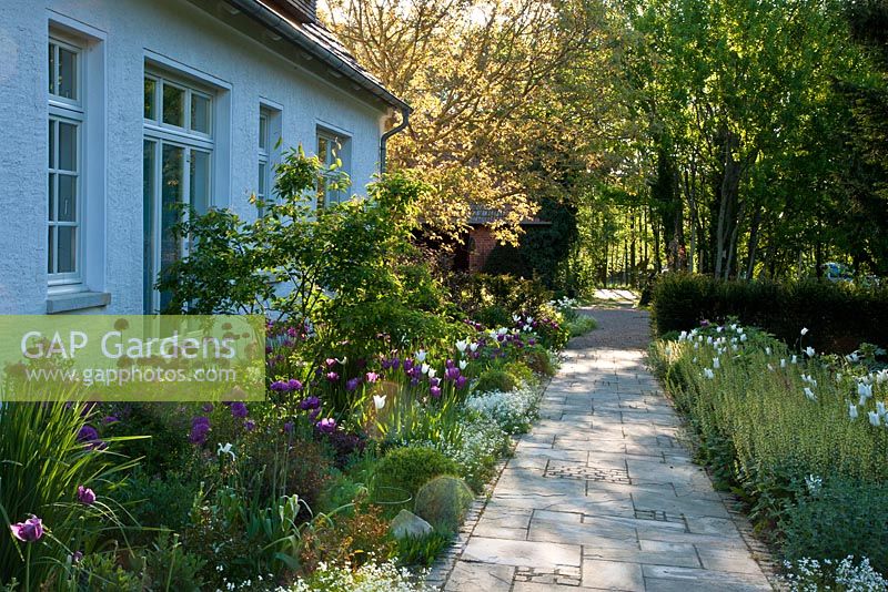 Flagstone paved pathway with mixed plantings along the house - Amelanchier, Arabis procurrens, Juglans regia, Taxus baccata, Tellima grandiflora, Tulipa 'Negrita' and Tulipa 'White Triumphator' - Jens Tippel