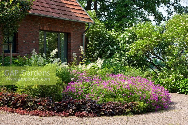 Perennial planting in pink and purple colours edged by a gravel driveway. Planting includes - Aruncus dioicus, Geranium 'Sirak', Heuchera micrantha 'Palace Purple', Sambucus nigra and Spiraea thunbergii - Jens Tippel