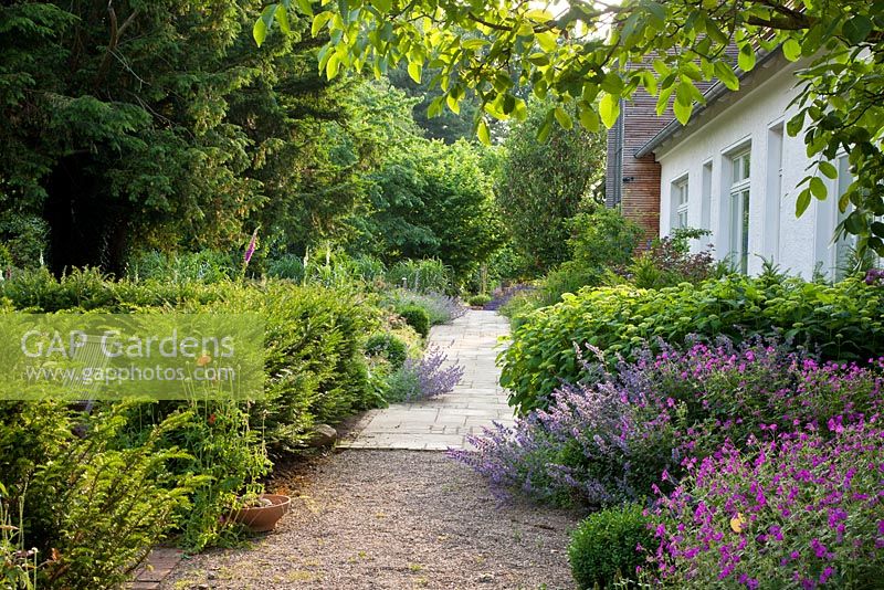 Pahtway of gravel and flagstone, planting includes - Geranium 'Sirak', Hydrangea arborescens 'Annabell', Juglans regia, Nepeta 'Six Hills Giant' Faassenii-Gruppe and Taxus baccata - Jens Tippel