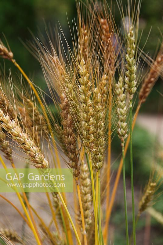 Tritcum aestivum 'April Bearded'  - Wheat - ripe ears