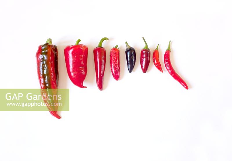 Left-Right - Capsicum annuum 'Krimson Lee', 'Feneric Tender', Capsicum annuum 'Jalapeno', Capsicum annuum 'Hungarian Black' and Capsicum annuum 'Hungarian Black' at an earlier stage, Capsicum baccatum 'Aji Pickled Frog', Capsicum annuum 'Goat Horn'