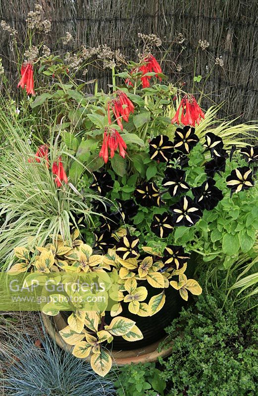 Cream, red and black colour themed container with new black striped Petunia 'Phantom', Plectranthus ciliatus 'Sasha', Molinia caerulea 'Variegata' and Fuchsia 'Thalia'