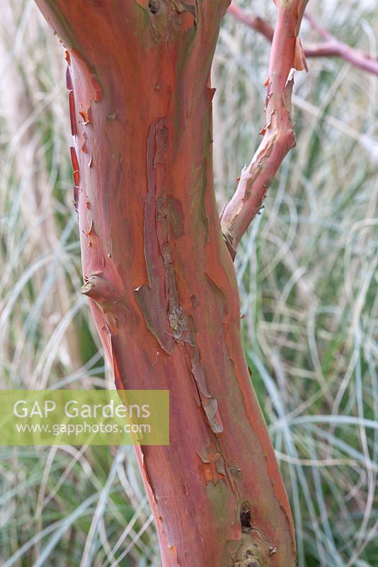 Arbutus x andrachnoides, winter bark