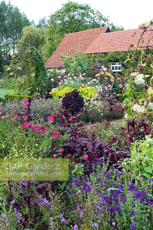 View across cutting garden with Dahlias and Annuals - Ulting Wick, Essex

