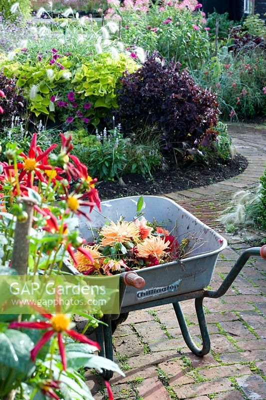 Wheelbarrow with Dahlia dead heads - Ulting Wick, Essex