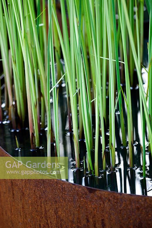 Typha - Variegated Bullrush growing in rusted metal pond -    The Future Nature Garden, Sponsored by Yorkshire Water, University of Sheffield Alumni Fund, Green City Initiative, Buro Happold - RHS Chelsea Flower Show 2009  