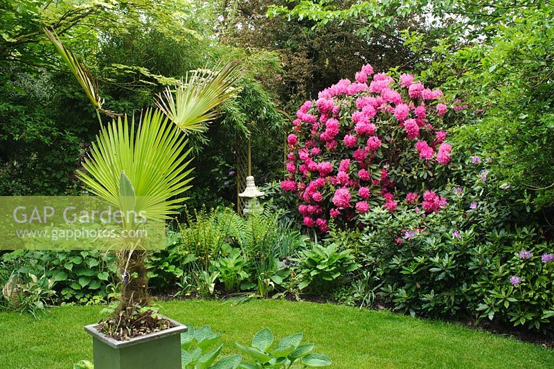 Shrub border with Rhododendron. Trachycarpus in pot just starting into new growth -The Rowans, Threapwood, Cheshire
 