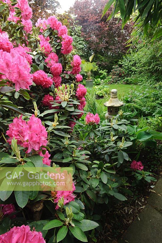 Rhododendron with view to secluded lawn -The Rowans, Threapwood, Cheshire
 