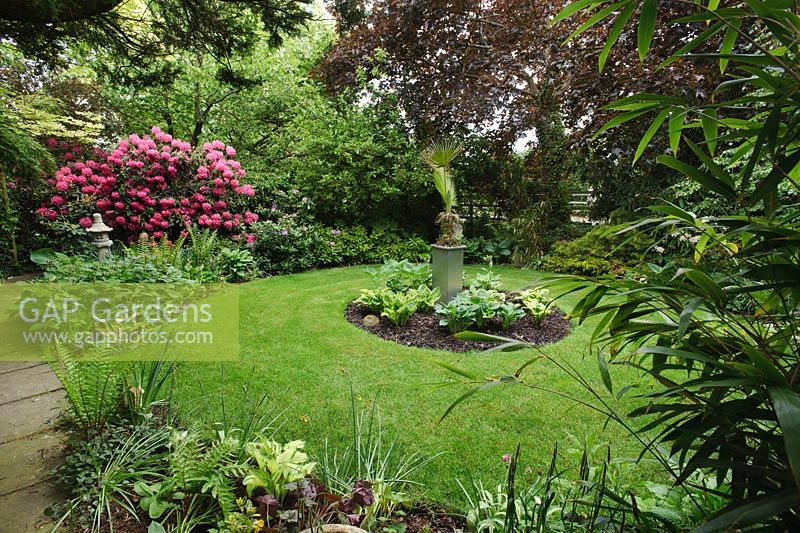 Circular lawn surrounded by shrub borders. Trachycarpus in pot just starting into new growth - The Rowans, Threapwood, Cheshire 
