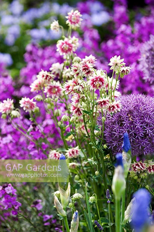 Aquilegia vulgaris 'Nora Barlow'  Allium giganteum 'Globe Master' and  Iris 'Jane Phillips' - 'The Largest Room in the House' garden - RHS Chelsea Flower Show  RHS 2008
