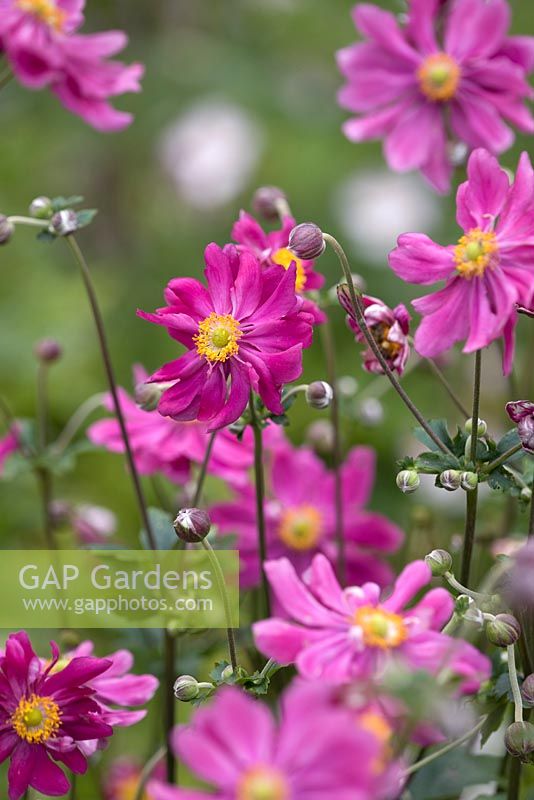 Anemone x hybrida 'Pamina'