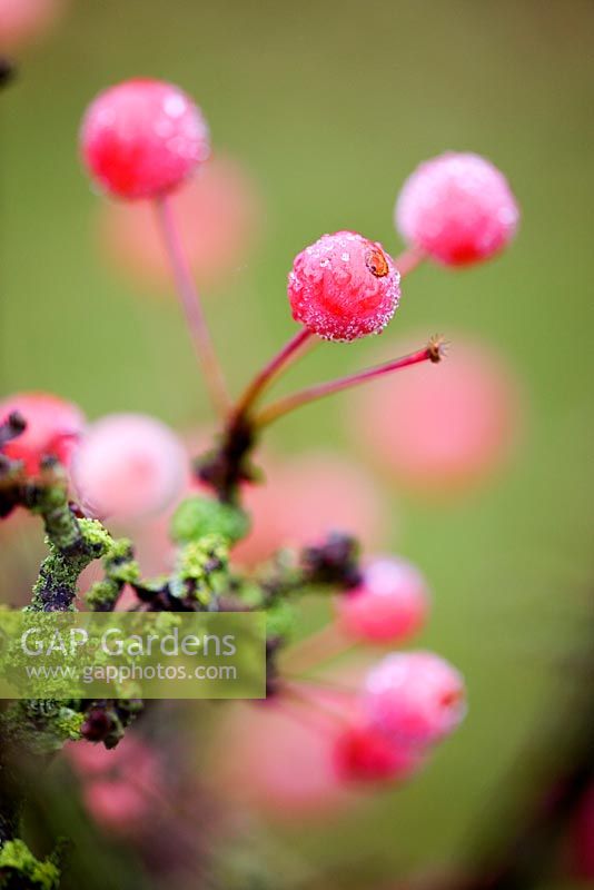 Malus 'Adirondack'