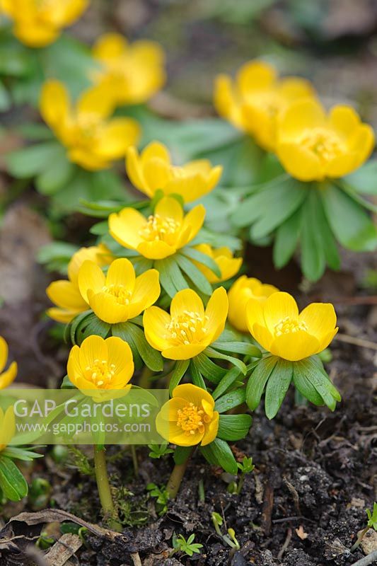 Eranthis hyemalis 'Orange Glow'