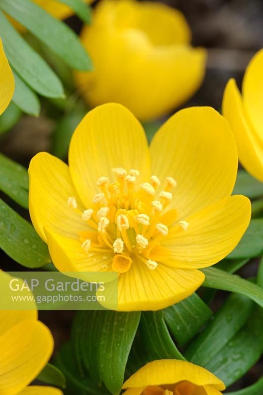 Eranthis hyemalis 'Orange Glow'