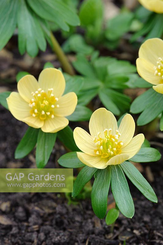 Eranthis hyemalis 'Pauline'