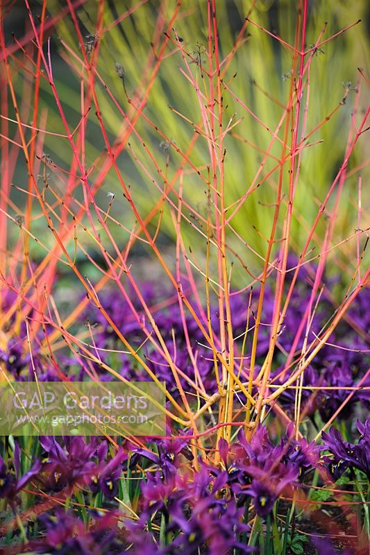 Cornus sanguinea 'Midwinter Fire' growing with Iris reticulata 'George' and Cornus stolonifera 'Flaviramea' - Darwin College, Cambridge.