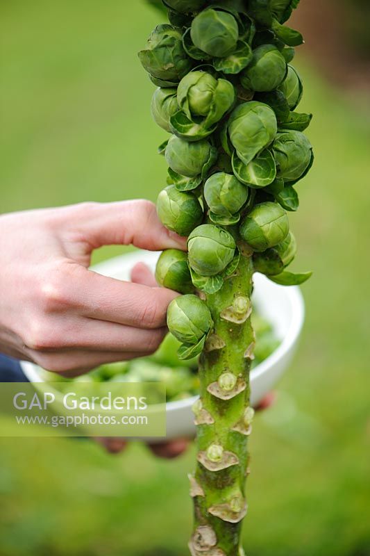 Harvesting Brussels Sprout 'Wellington F1'