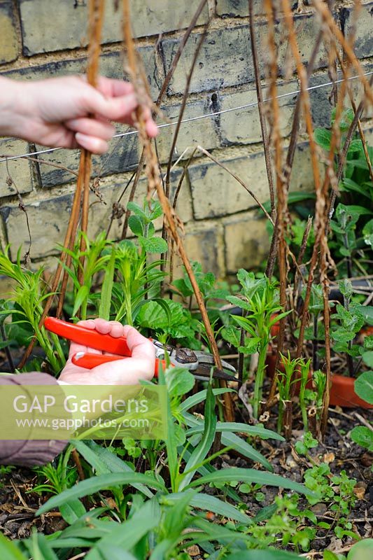 Woman cutting back dead stems of herbaceous perennial in spring. Chamerion angustifolium 'Album' syn. Epilobium Angustifolium 'Album' - Barnabas Road, Cambridge.