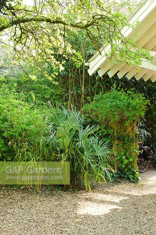 Trachycarpus fortunei and Bamboos planted to hide wheelie bins.