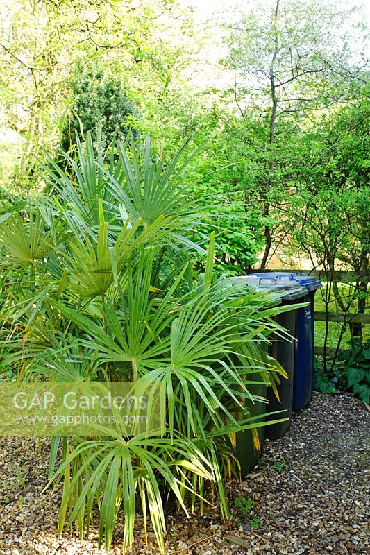 Trachycarpus fortunei and Bamboos planted to hide wheelie bins.