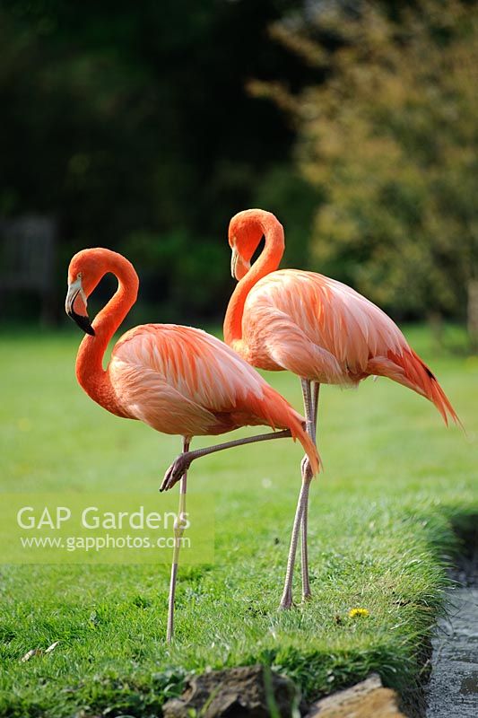 Flamingos at Coton Manor, Northamptonshire.