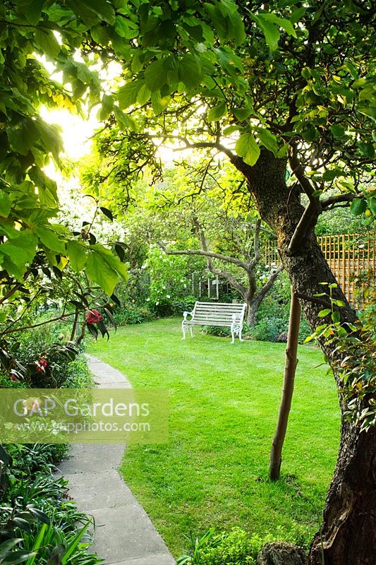 A secluded town garden with lawn, ancient Apple tree with wooden prop, garden seat and intensively planted borders and beds - Meredith Lloyd-Evans, Barnabas Road, Cambridge. 
