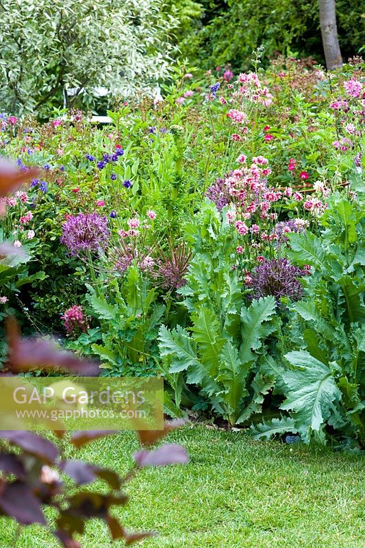 Cottage style border in May with Allium christophii, Aquilegia 'Nora Barlow' and Papaver - Wickets, Essex NGS