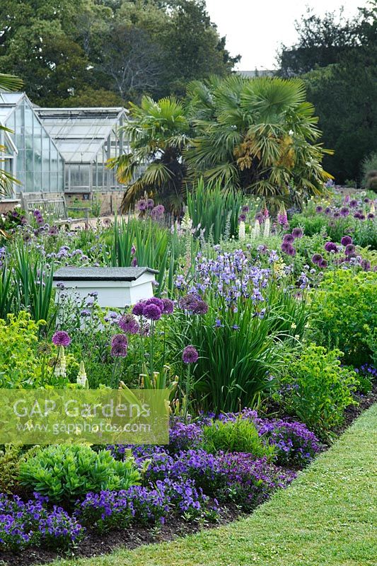 Alliums, Aubrietia, Cerinthe, Violas, Iris sibirica, Digitalis and Lupinus - The bee border at The university of Cambridge Botanic Gardens