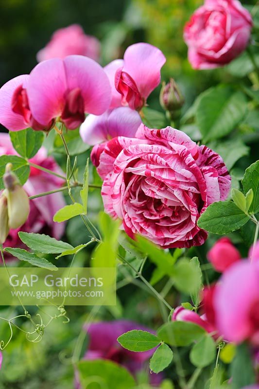 Rosa 'Ferdinand Pitchard' and Lathyrus grandiflorus