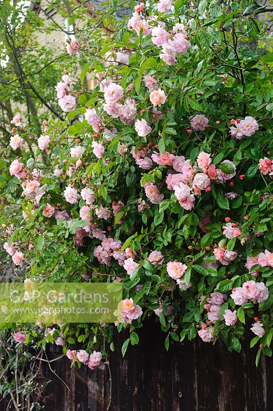 Rosa 'Cornelia' spilling over a garden fence