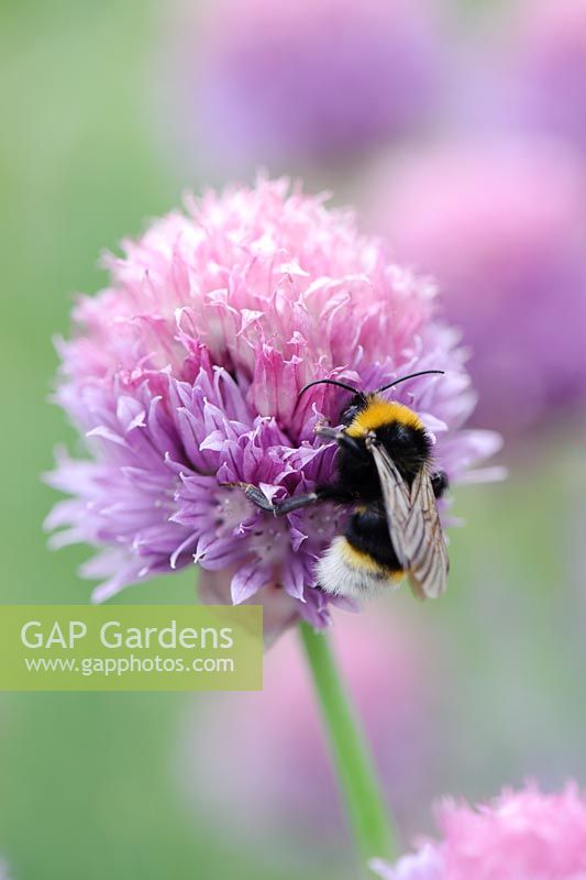 Bee visiting Allium schoenoprasum - Chives