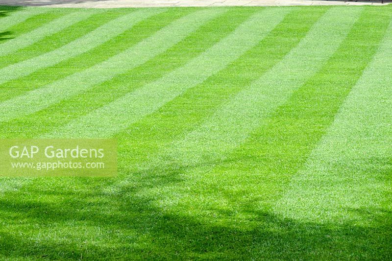 Perfect lawn neatly mown in stripes
