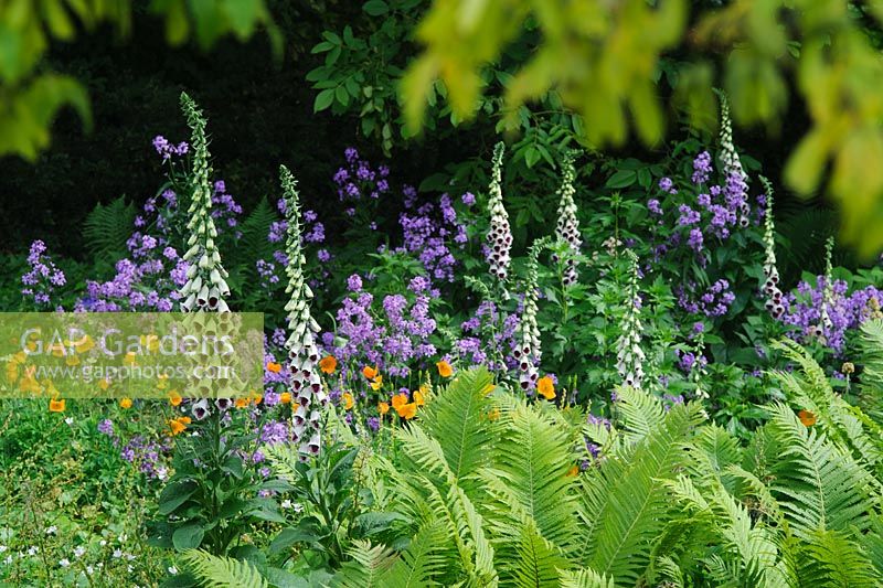 Digitalis purpurea 'Pam's Choice' in a border with Hesperis matronalis, Meconopsis cambrica and Matteucia struthiopteris - University of Cambridge Botanic Gardens