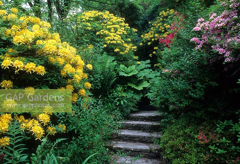 Shady planting of Rhododendrons and Azaleas lining steps and path - Arbigland, Dumfries