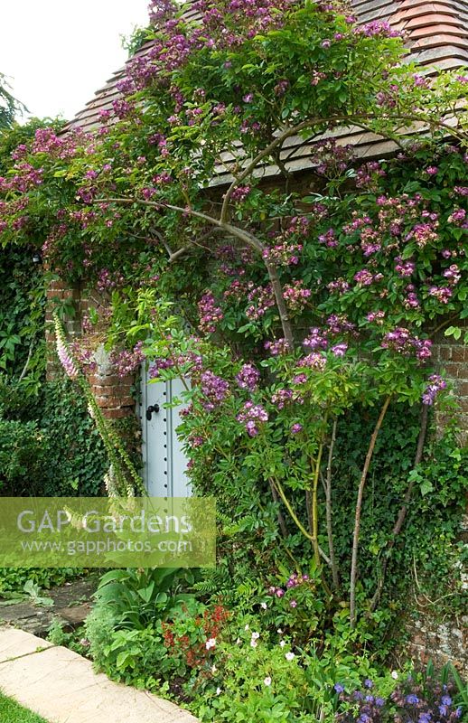 Brick and tile garden building with climbing Rosa 'Veilchenblau' and herbaceous border - Mannington Hall,  Norfolk, UK