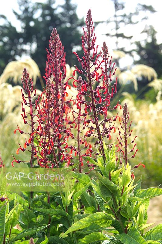 Lobelia tupa with Cortaderia fulvida in background