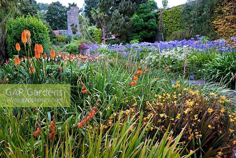 Borders of Kniphofia, Crocosmia and Agapanthus in the walled garden at Logan Botanic Garden, Dumfries and Galloway, Scotland