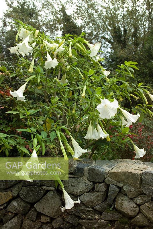 Brugmansia sp - Angel's Trumpet by stone wall