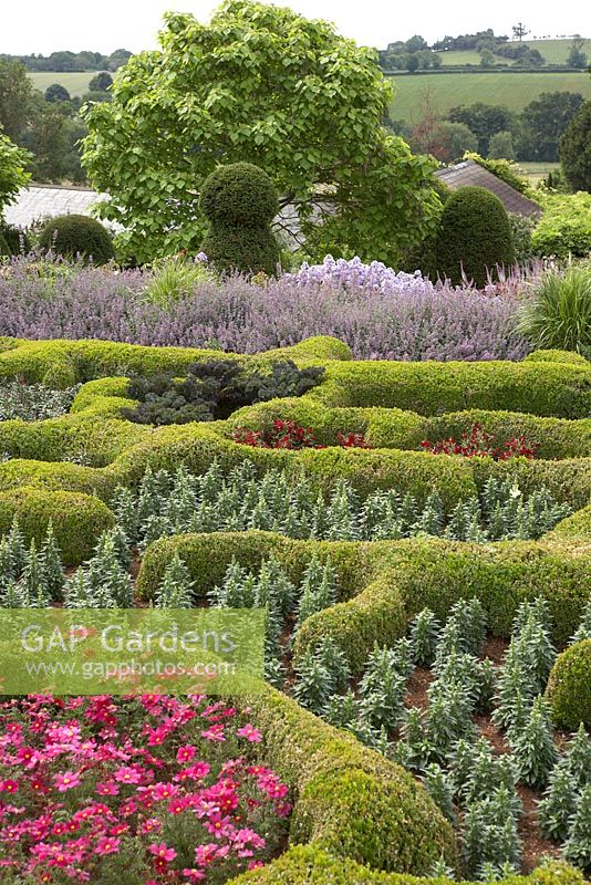 The Broughton Grange Box parterre - the design is based on the structure of leaves viewed under a microscope infilled with blocks of colour through the year with different plants depending on the season.  Buxus parterre with Cosmos, Antirrhinum and Kale with Nepeta, Campanula and topiary in the background